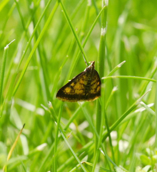 Pyrausta acrionalis