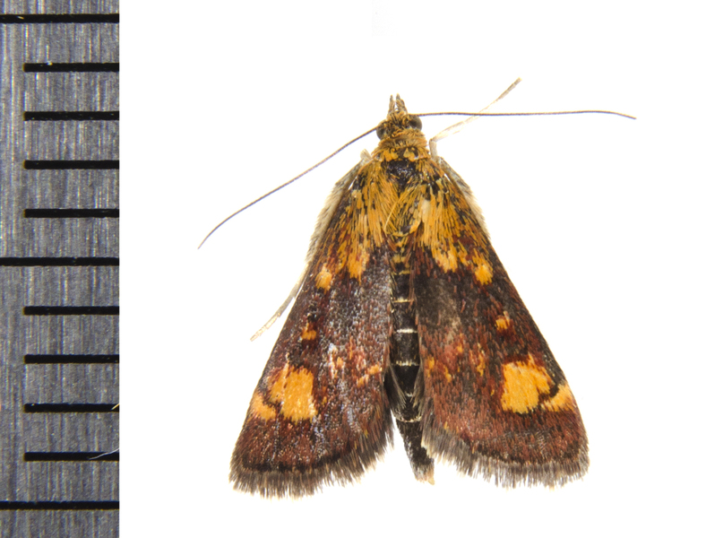 Pyrausta9859