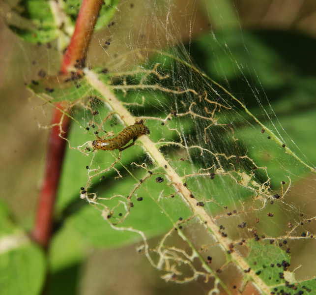 Crambidae