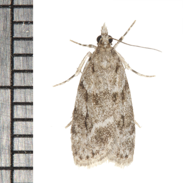 Scoparia biplagialis