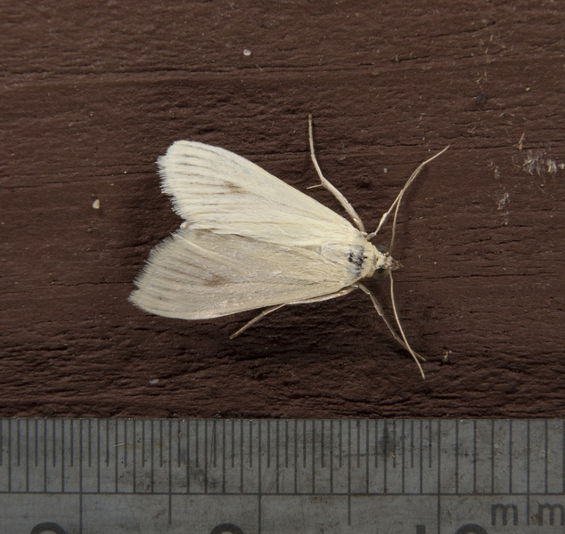 Sitochroa palealis