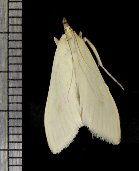 Sitochroa palealis