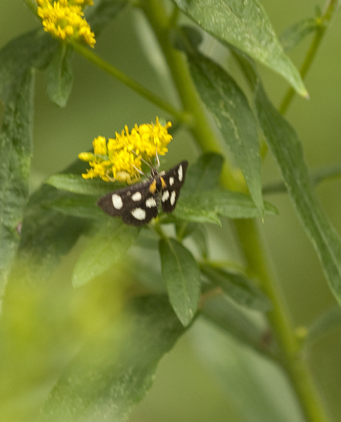 Lepidoptera