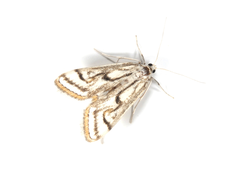 moth4325