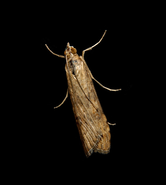 moth5121