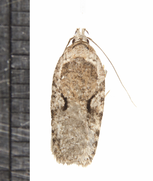 Agonopterix1321