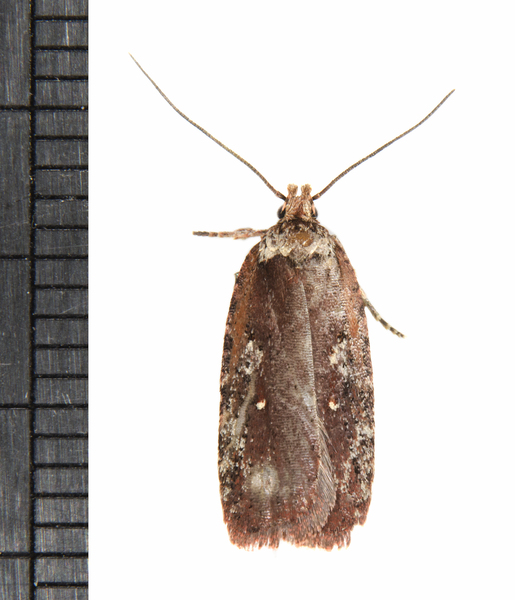 Agonopterix7622