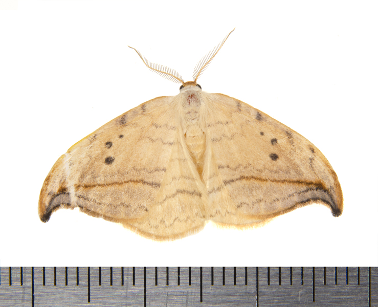 Drepana arcuata