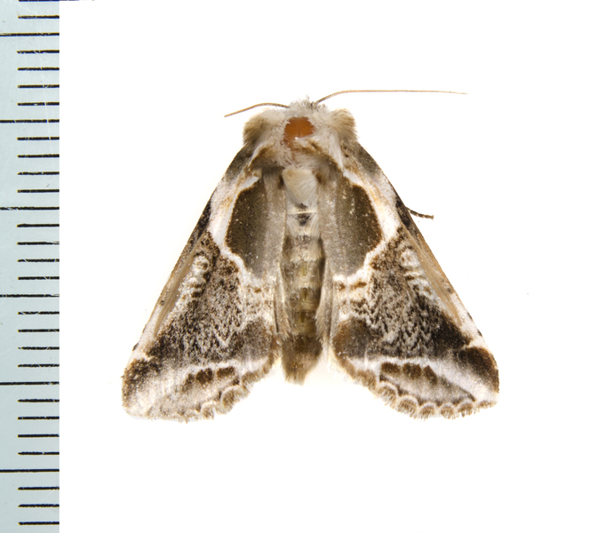 Habrosyne scripta