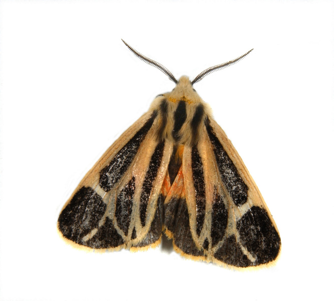 Noctuoidea