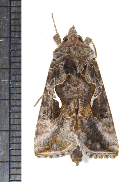 Noctuoidea