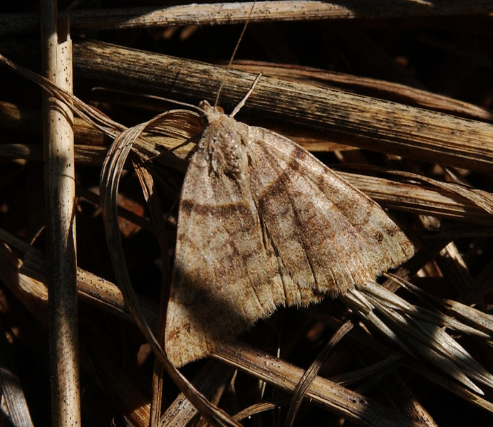 Noctuidae