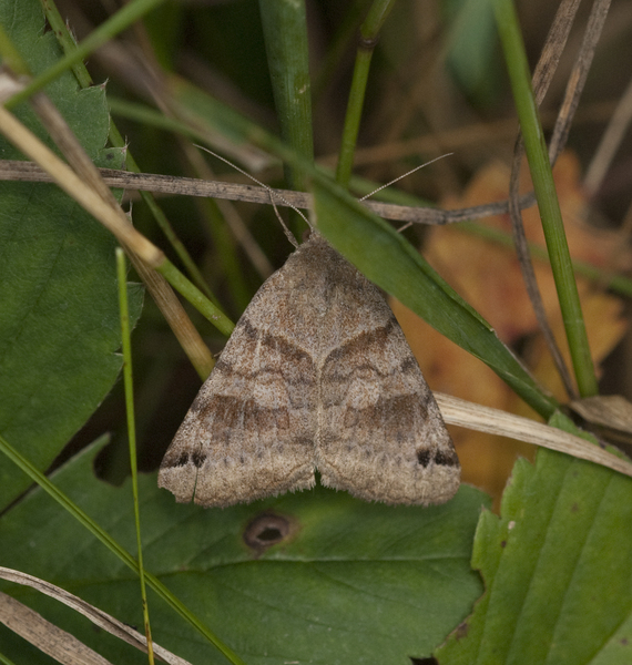 Lepidoptera