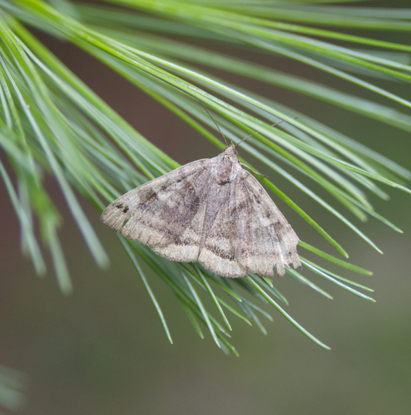 Noctuidae