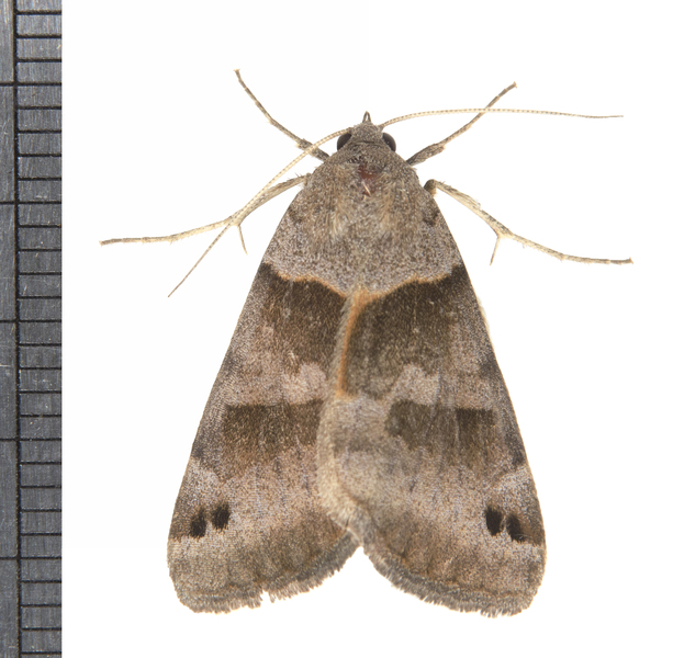 Noctuidae