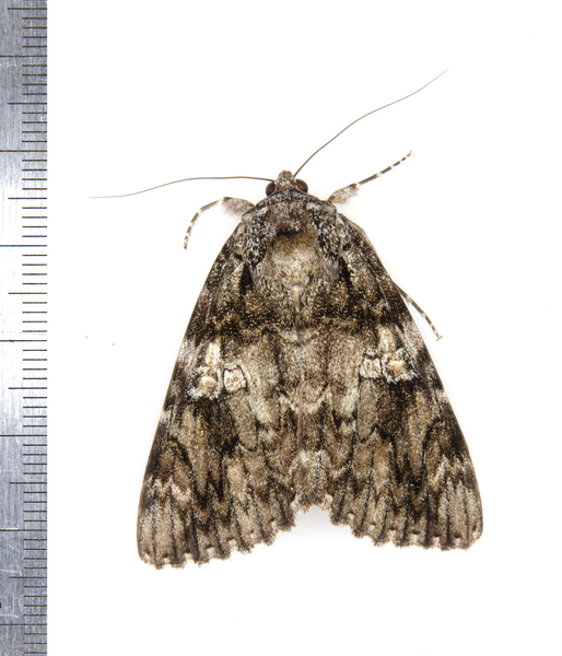 Noctuoidea