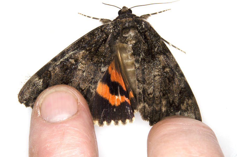 Noctuidae