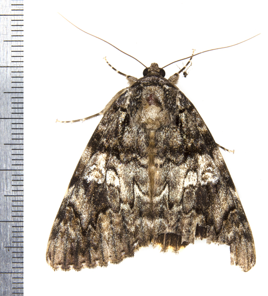 Noctuoidea