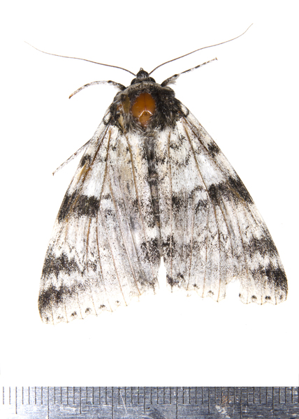 Noctuoidea