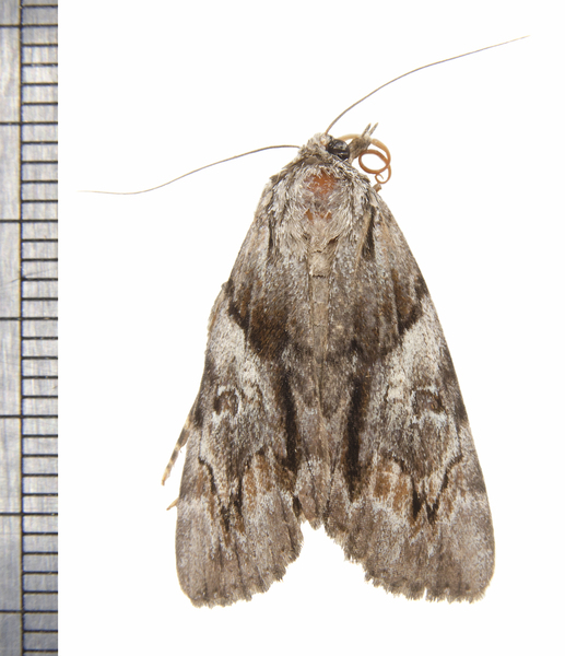 Noctuidae