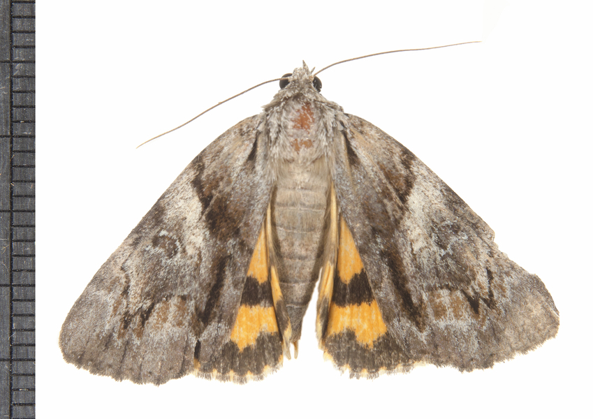 Noctuoidea