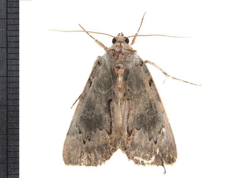 Noctuoidea