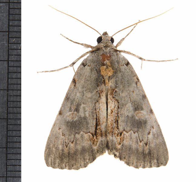 Noctuidae