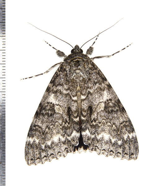 Noctuidae