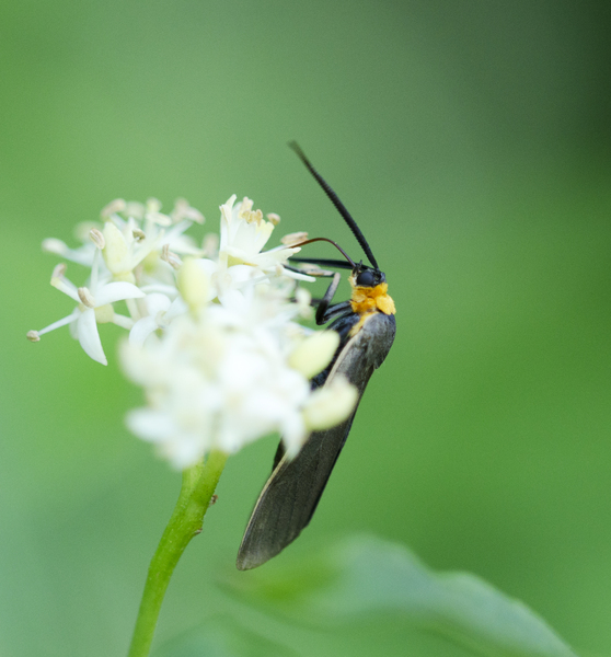 Lepidoptera