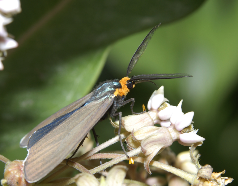 Ctenucha