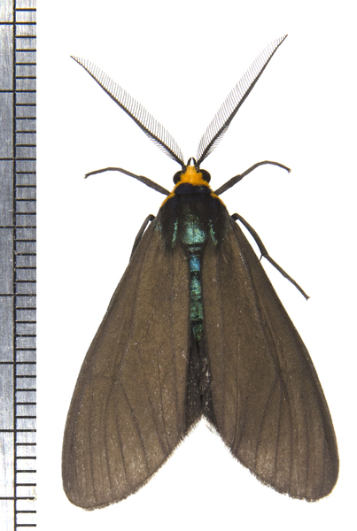 Ctenucha4958