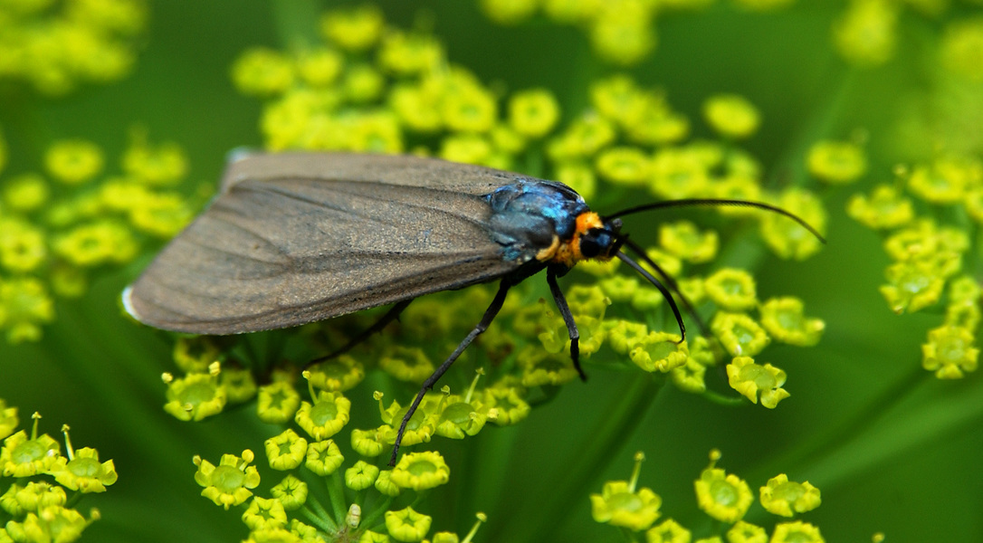 Lepidoptera