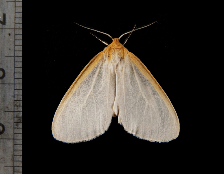 Noctuoidea