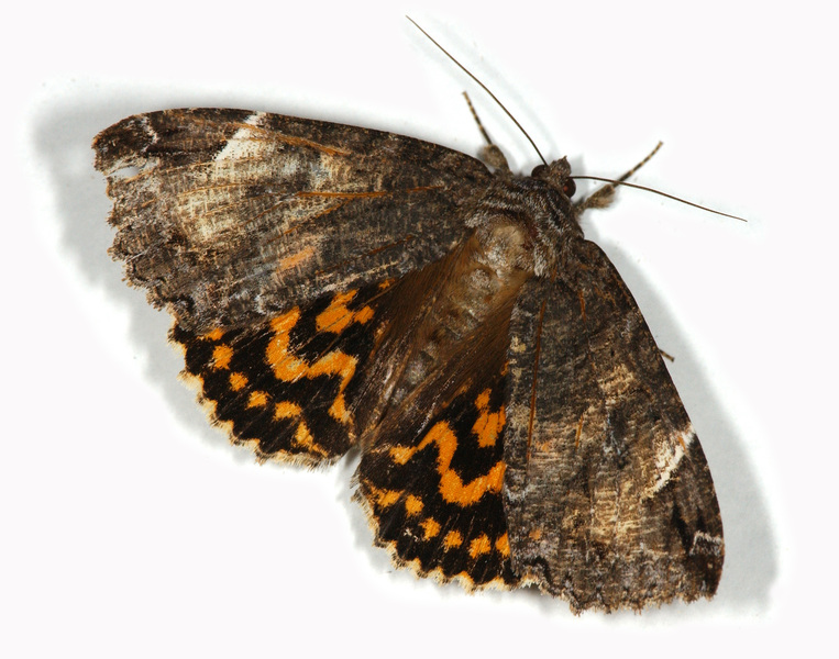 Noctuidae