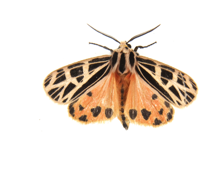 Grammia parthenice