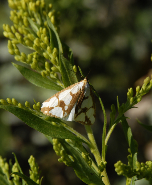 Lepidoptera