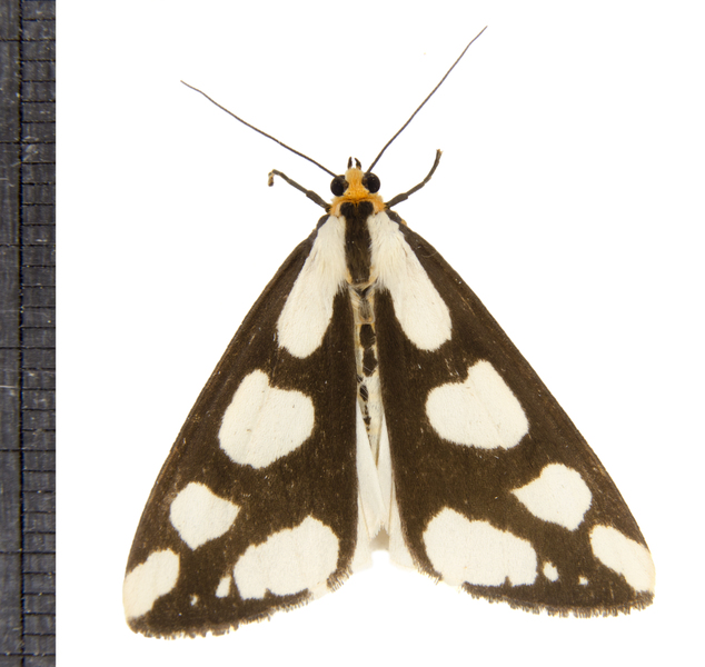 Lepidoptera