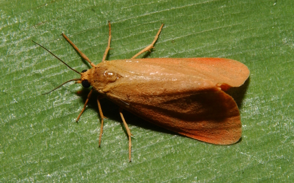 Insecta