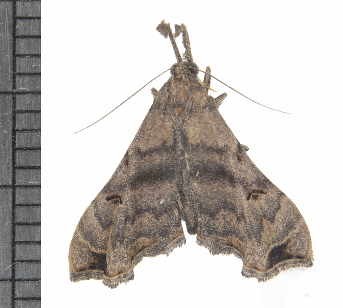 Noctuidae