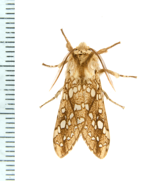 Lophocampa caryae