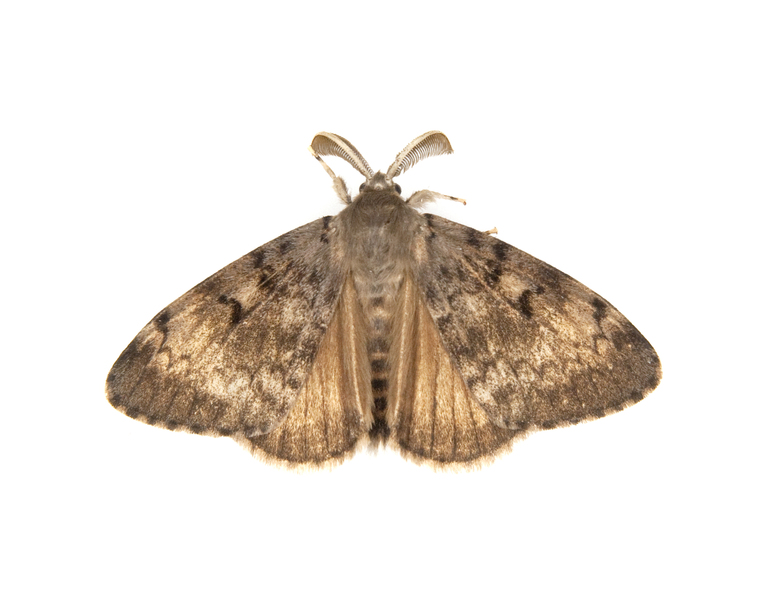 Lymantria dispar