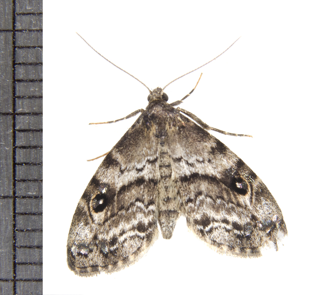 Noctuoidea