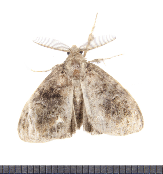 Noctuoidea