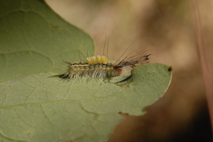 Noctuoidea