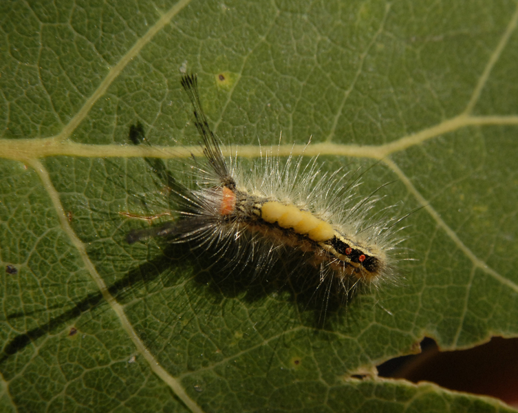 Orgyia_leucostigma0101