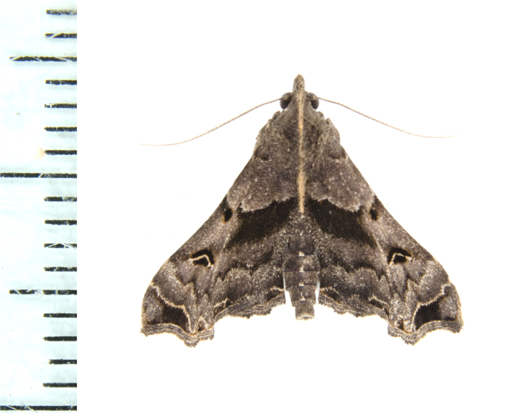 Noctuoidea