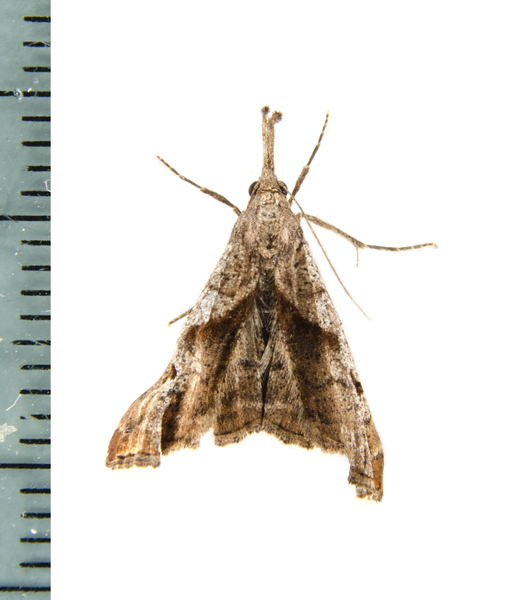 Noctuoidea