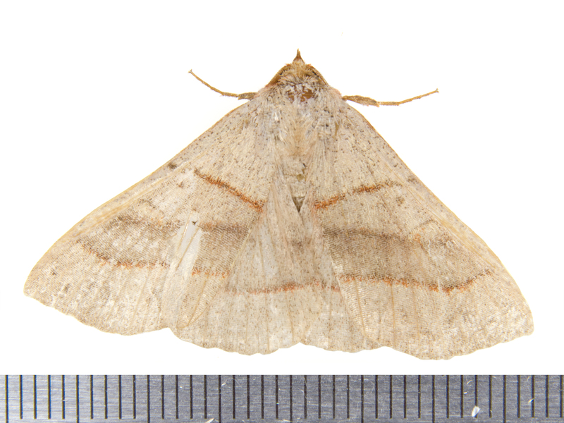 Noctuoidea