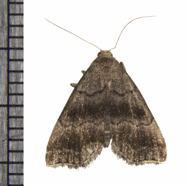 Noctuoidea