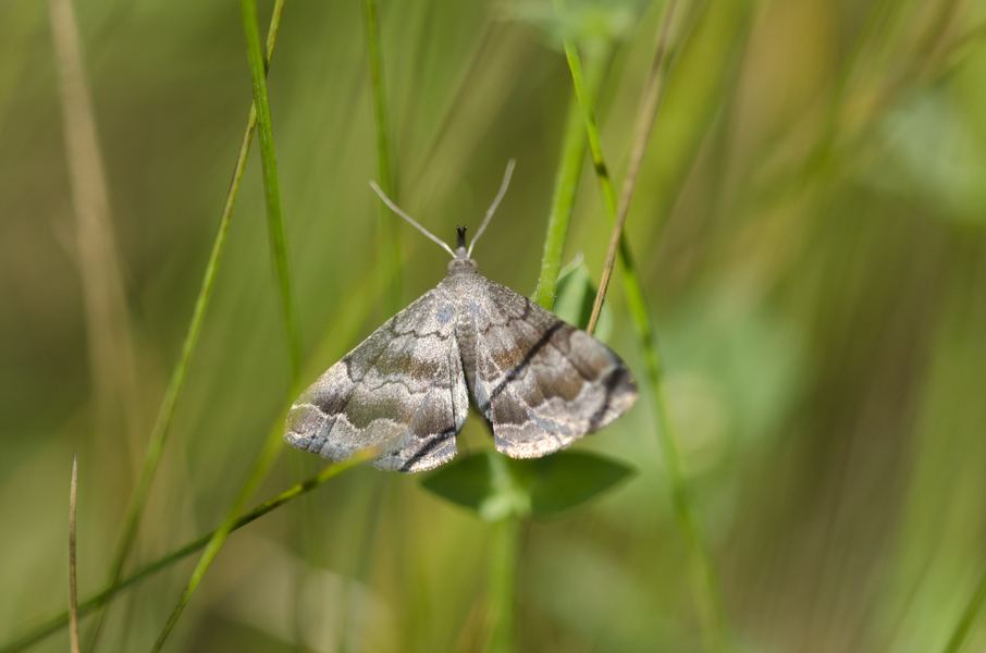 Phalaenostola9407